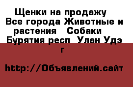 Щенки на продажу - Все города Животные и растения » Собаки   . Бурятия респ.,Улан-Удэ г.